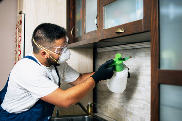 Wasp Removal Services in North Myrtle Beach, SC