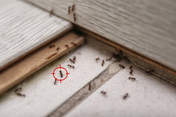 North Myrtle Beach, SC Pest Control Company